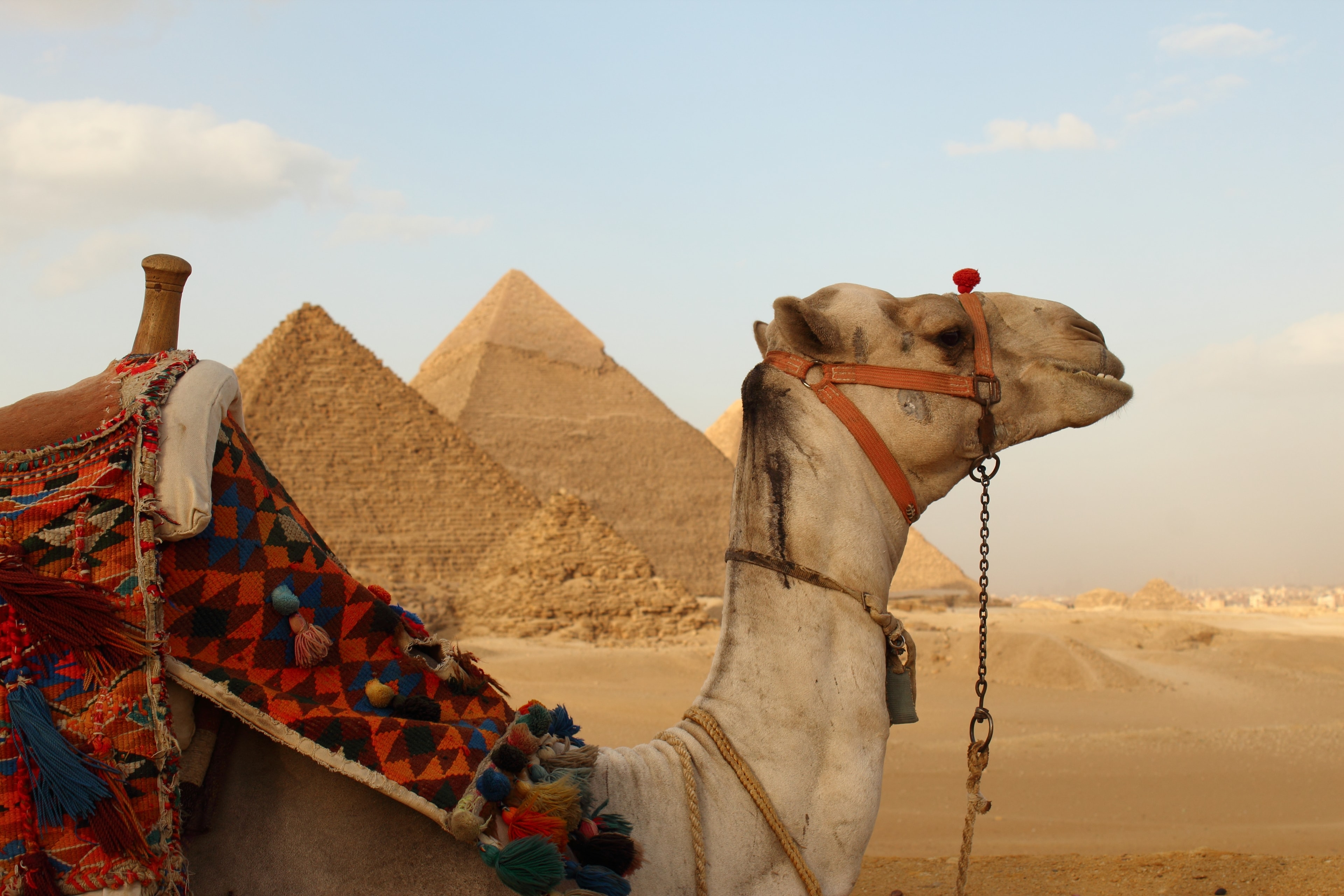 Camel at the Pyramids of Giza, Egypt