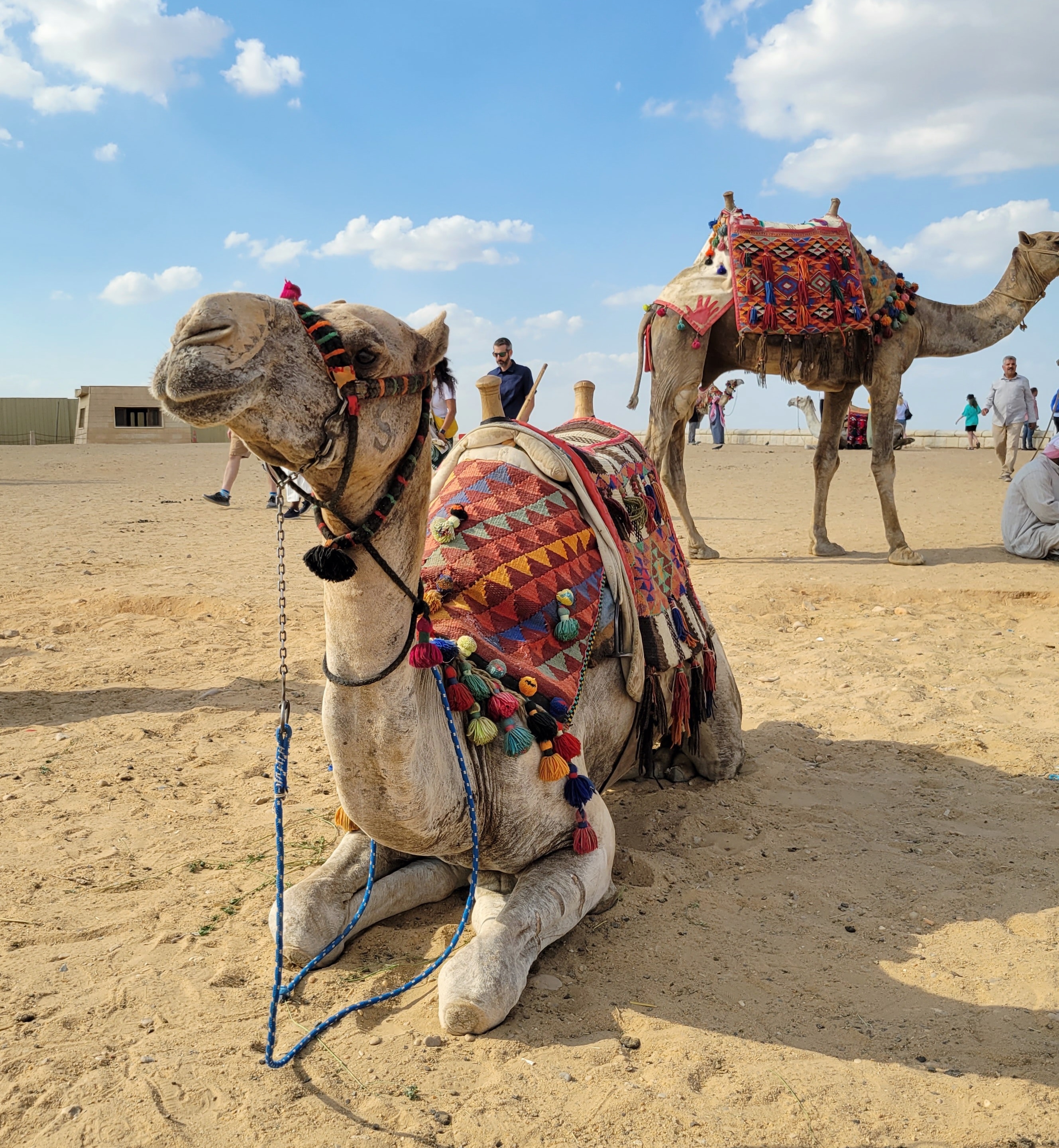 A decorated camel with colorful saddle blanket standing in front of the Great Pyramids at Giza