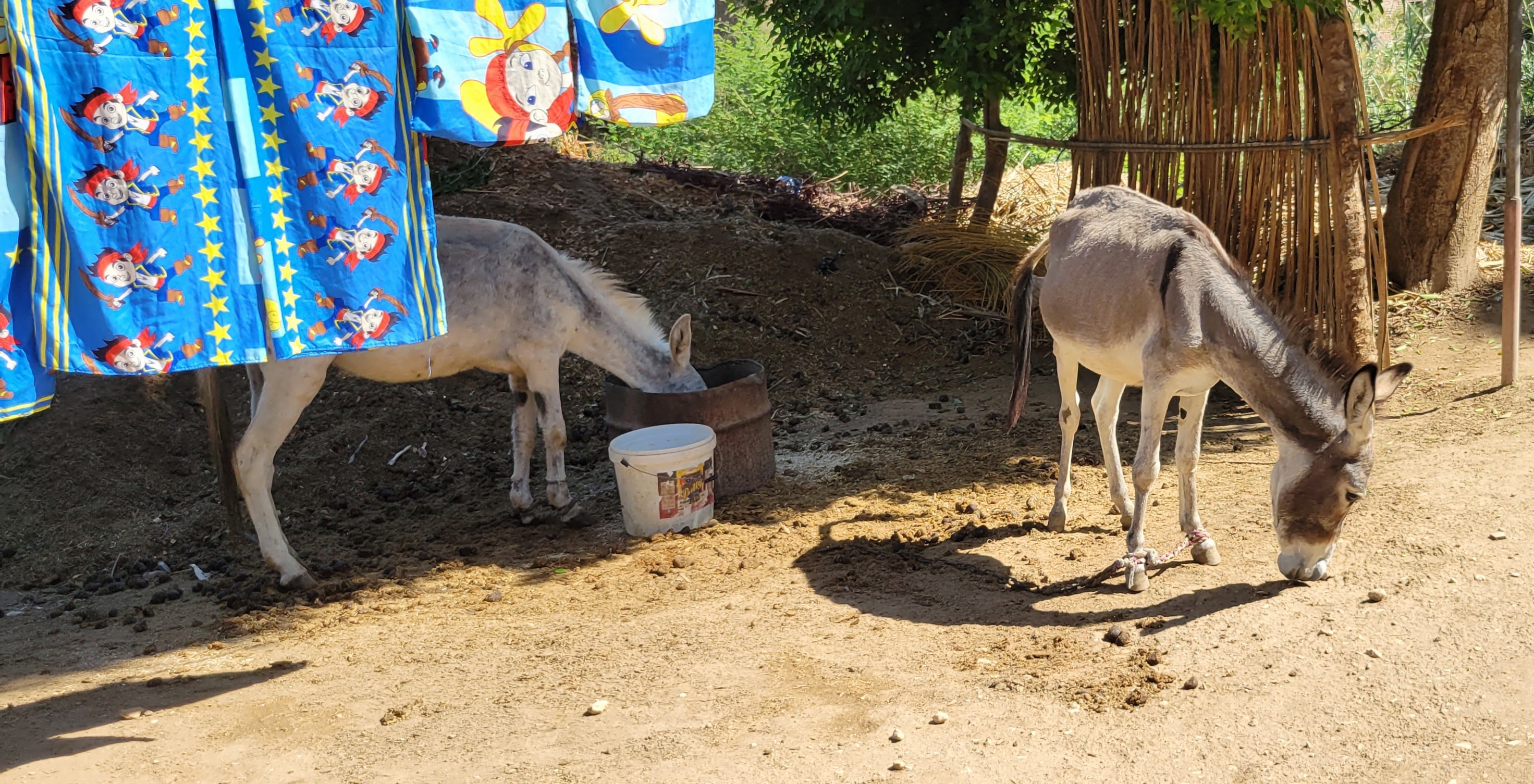 Two donkeys in the Nubian village near Aswan
