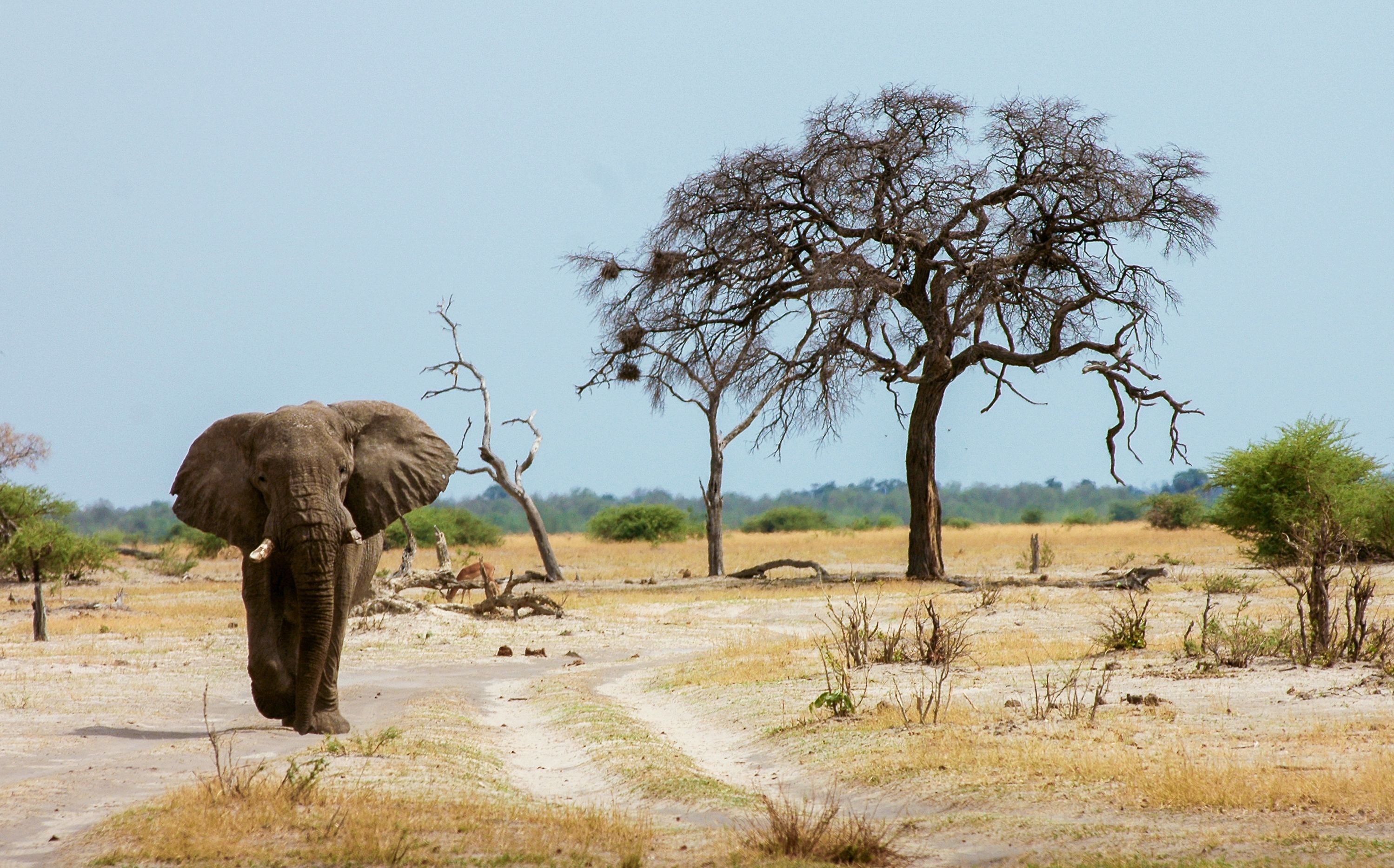 Elephant on the African savanna